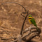 Lake Manyara NP